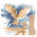 Image of Heritage Owl in Flight - Aida Cross Stitch Kit