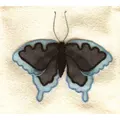 Image of Stitch by Stitch Exotic Blue Butterfly Embroidery Kit