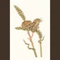 Image of Heritage Harvest Mice - Aida Cross Stitch Kit