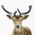 Image of Vervaco Deer Cross Stitch Kit