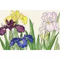 Image of Bothy Threads Iris Blooms Cross Stitch Kit