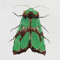 Image of Panna Green Moth Embroidery Kit