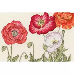 Poppy Blooms
