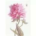 Image of Aine Peonies - Grace Cross Stitch Kit