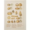 Image of Permin Seashell Sampler Cross Stitch Kit