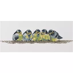 Row of Bluetits