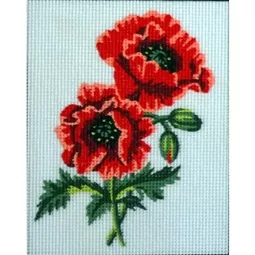 Poppy Blooms