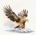 Image of Heritage Eagle in Flight - Evenweave Cross Stitch Kit